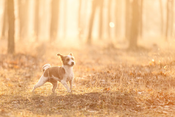Fototapeta premium photo of the dog