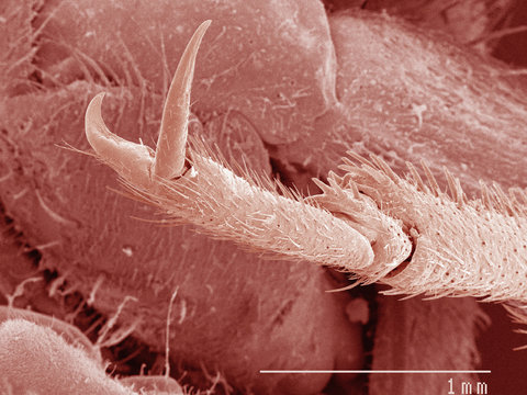 Coloured SEM of house cricket (Acheta domesticus) tarsus