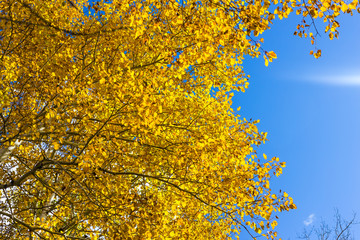 Golden Leaves on a Birch, or Aspen Tree with White Bark