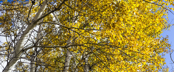 Golden Leaves on a Birch, or Aspen Tree with White Bark