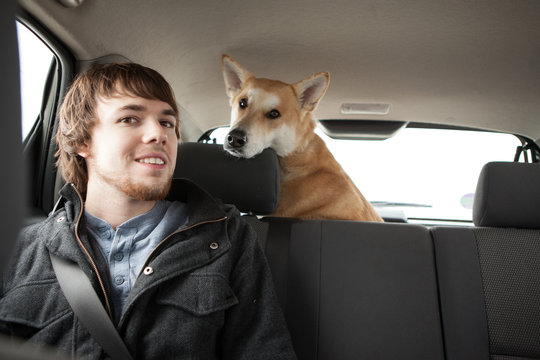 Young man and his cross bred alsatian dog in car back seat