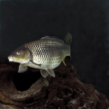 Carp