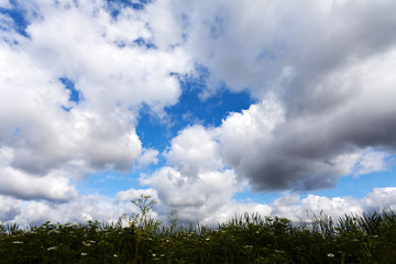 Grass field and blue sky
