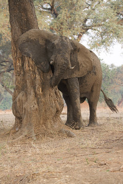 African elephant - Loxodonta africana - bull, after mud bath,  Mana Pools National Park, Zimbabwe, Africa
