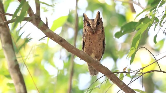 adult of the collared scops owl