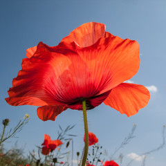 red field poppy