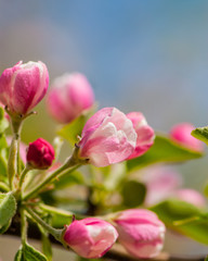 Fototapeta na wymiar flowers of apple trees