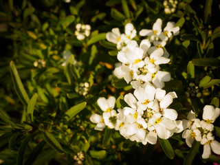 Obraz na płótnie Canvas Snow White Flowers on a sunny day
