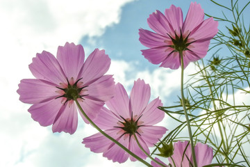beautiful flower on blue sky
