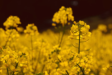 Obraz premium レトロ調 菜の花