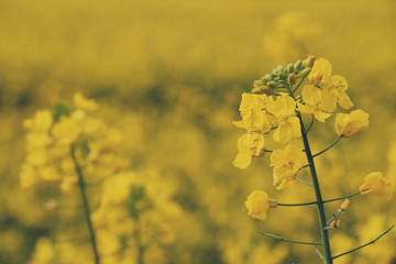 レトロ調　菜の花