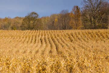 a farmer's crop field
