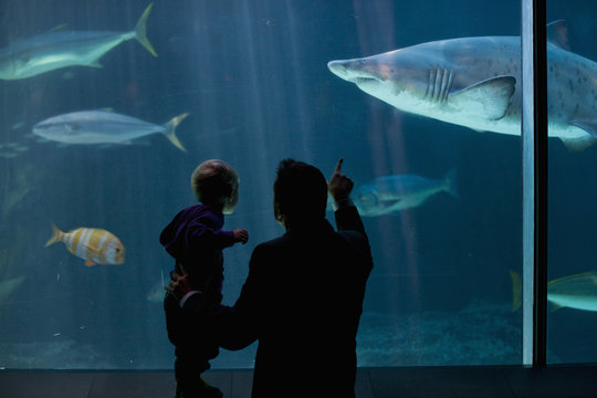 Young boy and father watching fish in aquarium
