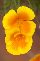 Fototapeta na wymiar Eschscholzia californica, yellow and orange poppy wild flowers.