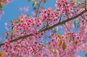 Beautiful cherry blossom in the northern of Thailand