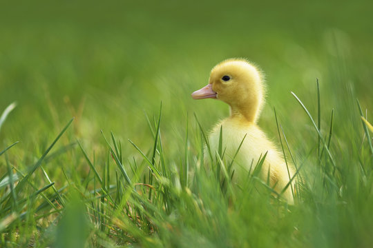 Little duck in the grass