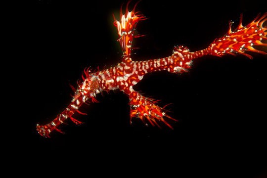 Ornate ghost pipefish midwater.
