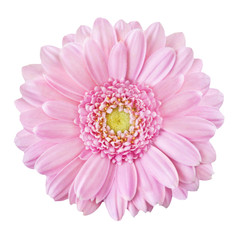 Gerbera