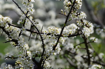 Spring. Branches of flowering apricots