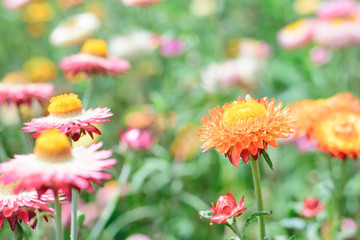 Helichrysum or Straw flower