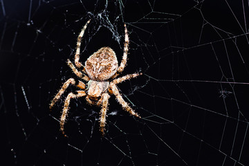 Spider on black background