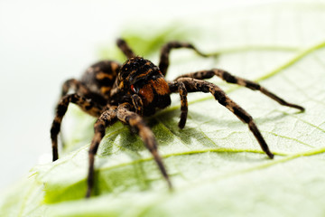 Black spider sitting on green leaf