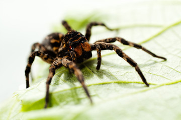 Black spider sitting on green leaf