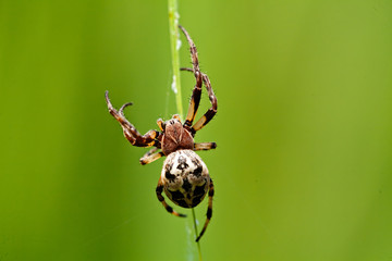 Spider on green background