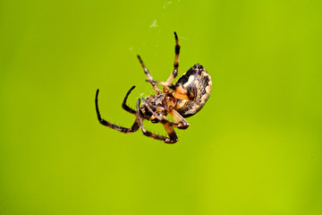 Spider on green background