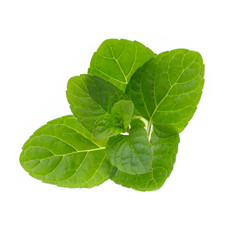 Mint leaves isolated on white background.