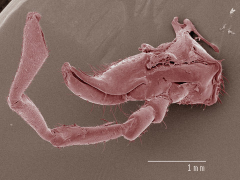 Coloured SEM of house cricket (Acheta domesticus) mouth
