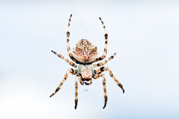 European garden spider