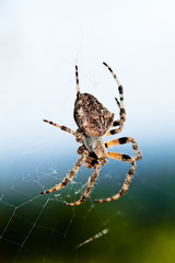 European garden spider