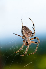 European garden spider