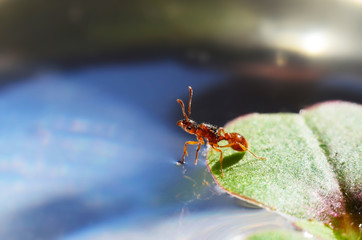 ant on a leaf set foot on the water