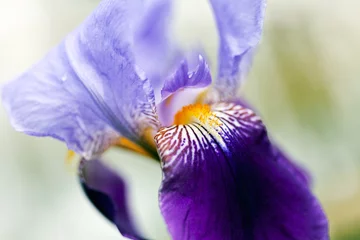 Crédence en verre imprimé Iris Iris violet