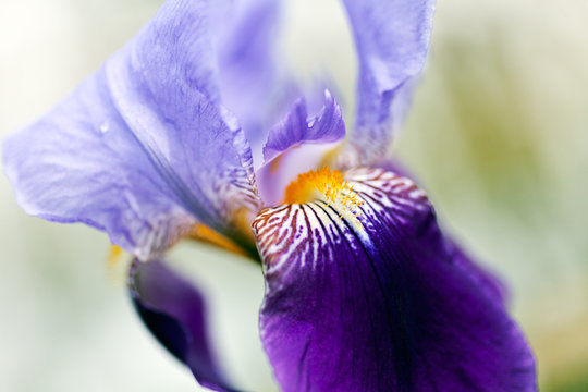 Violet iris