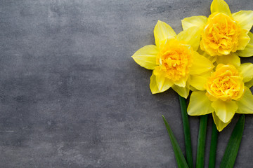Yellow daffodils on a grey background. Easter greeting card.