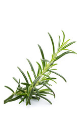Rosemary twig on the isolated white background.