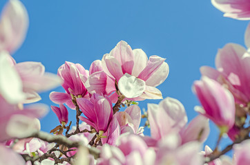 Pink, purple Magnolia tree flowers, branch, blue sky, sunny day, spring time, family Magnoliaceae. - Powered by Adobe