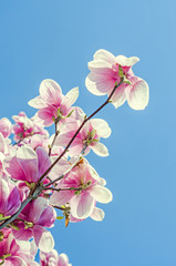 Fototapeta na wymiar Pink, purple Magnolia tree flowers, branch, blue sky, sunny day, spring time, family Magnoliaceae.