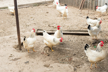 Fototapeta na wymiar chickens in henhouse on stick. Coop with chickens in the village. Poultry yard