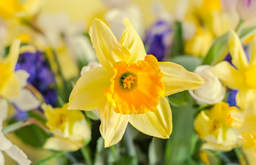 Yellow, orange daffodil flower, narcissus, close up, bokeh background