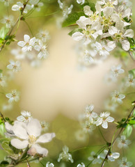Fototapeta na wymiar background Apple tree in blossom