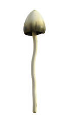 3D Illustration Magic Mushroom on White