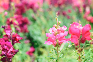 Crimson antirrhinum (snapdragon) pink flower