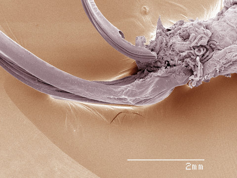 Coloured SEM of house cricket (Acheta domesticus) ovipositor