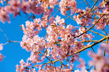 Close up of sunlit pink tree blossom