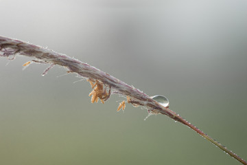 Dow Drops Glowing on Grass Flower in Morning