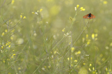 Mariposa en primavera
